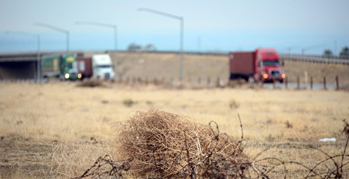 汽车大小的风滚草在加州高速路上翻滚 引轰动