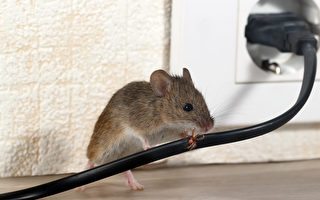 為何老鼠在冬天搬去你家？ 應該如何預防？