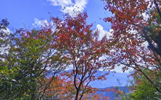 大雪山國家森林遊樂區 楓紅迎接秋冬美景