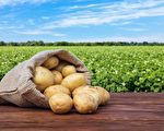 马铃薯减肥补脾胃 6道简单健康料理