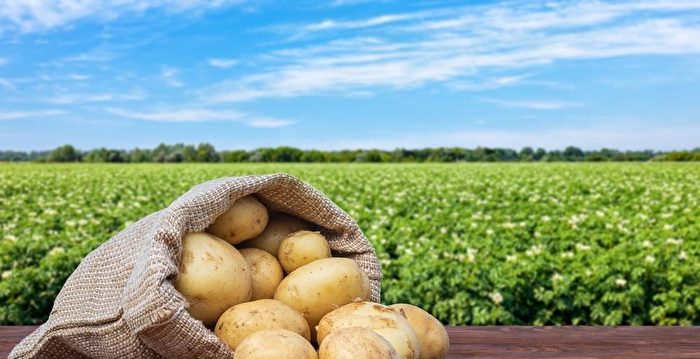 马铃薯减肥补脾胃 6道简单健康料理