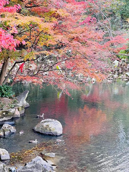 岡山後樂園呈現出迷人的紅葉色彩。