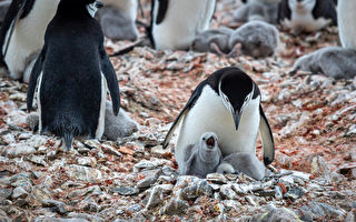 南極企鵝育兒奇招：一天打盹1萬次每次幾秒