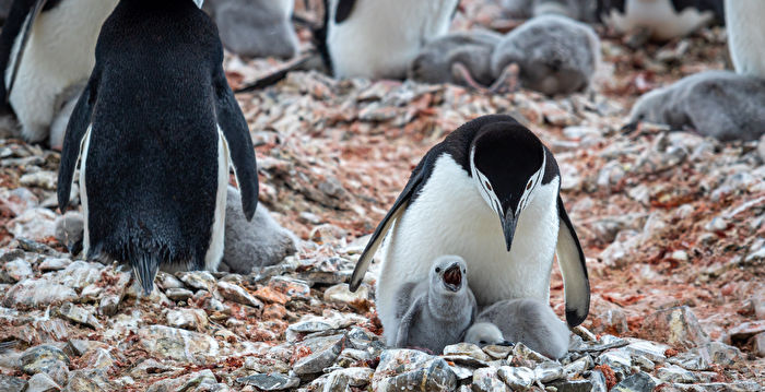 南极企鹅育儿奇招：一天打盹1万次每次几秒