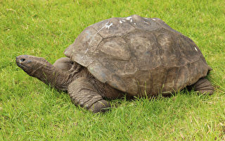 世界最长寿陆地动物 英国老乌龟已191岁