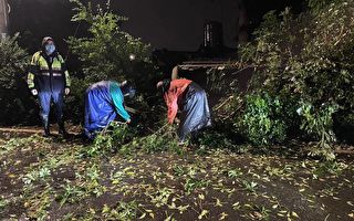 整日大雨路树倒塌  大园警协助排除避免危害