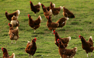 禽流感蔓延到维州第八家农场