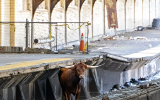 纽瓦克宾州车站惊见公牛 导致交通延迟45分钟