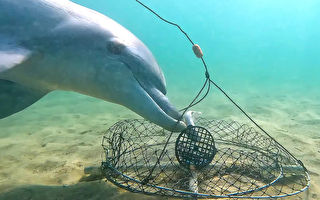 智勝漁民 西澳海豚持續從蟹籠中偷食魚餌