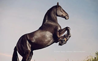 組圖：攝影師用鏡頭展現高貴典雅的駿馬