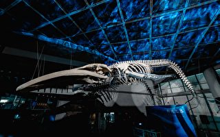 全台首座藍鯨骨骼標本展示 屏東海生館登場