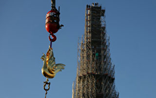 “金鸡”归位 巴黎圣母院翻修进入最后阶段