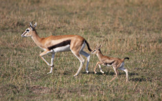 為了救幼崽 羚羊媽媽單挑非洲最大的猛禽類