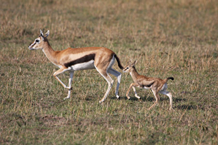 为了救幼崽羚羊妈妈单挑非洲最大的猛禽类| 战雕| 瞪羚| 母爱| 大纪元