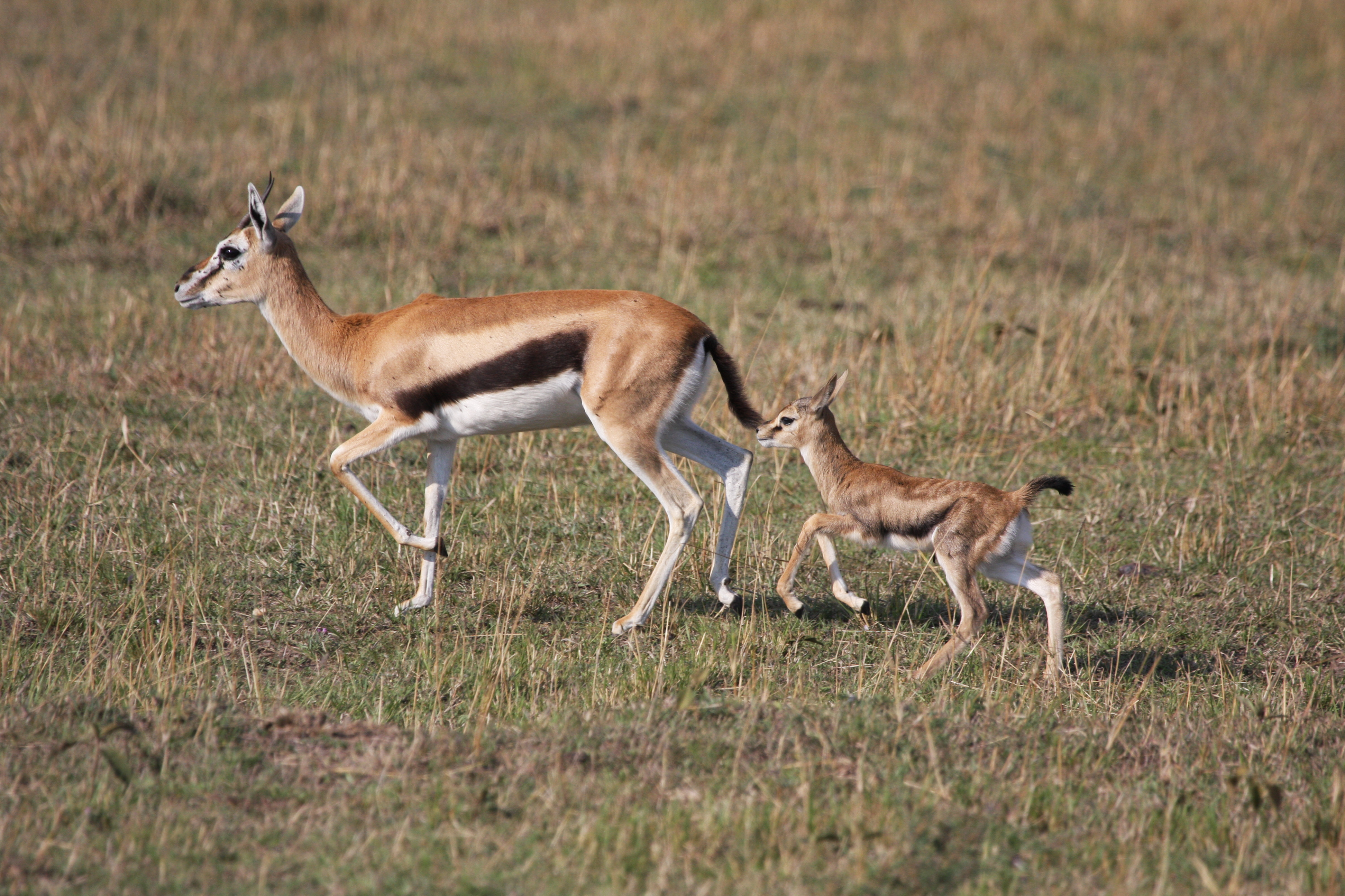 為了救幼崽羚羊媽媽單挑非洲最大的猛禽類| 戰鵰| 瞪羚| 母愛| 大紀元