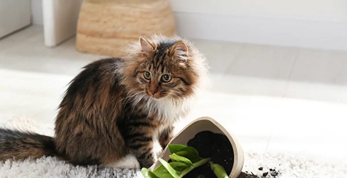 简单几招 让家里的猫咪与室内植物和平共处