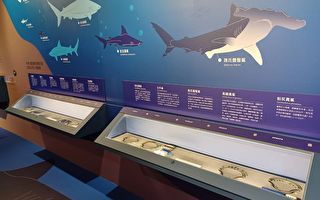 众鲨云集  嘉博馆“自然与环境”展区更新