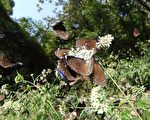 高雄茂林世界级“紫蝶公路”赏蝶季起飞