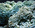 宝来白雪木盛开 白梅接力报到