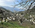 南投山区梅花盛放 信义与水里提早传来花讯