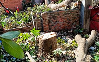 光復新村老宅院遇劫 4顆60年芒果樹遭砍