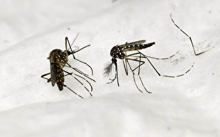 昆州蚊子泛濫 幾週內數千人或染羅斯河病毒