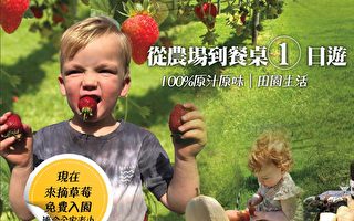 【墨尔本热门】现在来Macca’s Farm摘草莓 免费入园