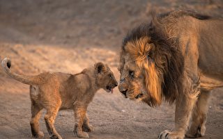 南非雄狮在打盹 小狮子把它的尾巴当玩具