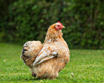 禽流感蔓延到堪培拉居民家後院