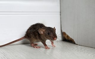 英男攝影機拍下老鼠每晚幫他「打掃」