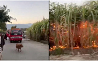 习考察的甘蔗地遭民焚烧 视频流传 官方禁拍照