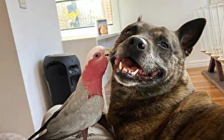 狗狗帮拯救受伤的凤头鹦鹉 它们成亲密朋友