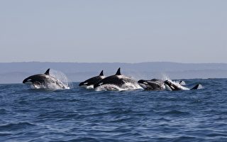 虎鲸群频现南加州海域 专家称“极其罕见”