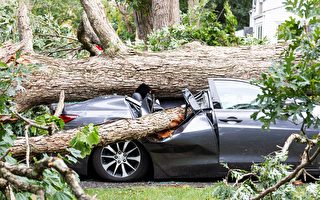 金门公园大树倒下 砸中5辆汽车