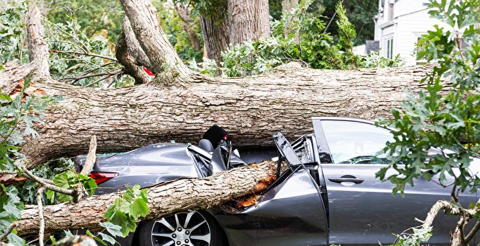 金门公园大树倒下 砸中5辆汽车