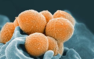 链球菌感染爆发 安省六名10岁以下儿童死亡