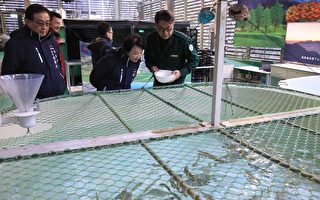 櫻花鉤吻鮭突破復育 數量回升15000尾創新高