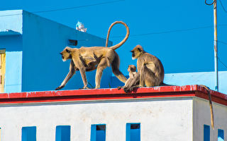 印度猴子搶走iPhone 遊客靠以物易物換回