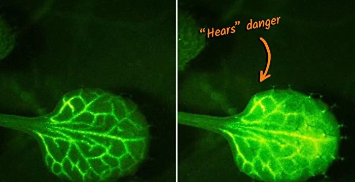 日本科学家首次看到植物受威胁时发出警告