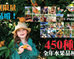 【墨尔本热门】全家出游U-Pick！一年四季450个水果品种