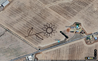 國慶日獻禮：南澳一農民創作50公頃澳洲圖案
