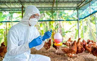 高致病性禽流感正在摧毀加州的養雞業