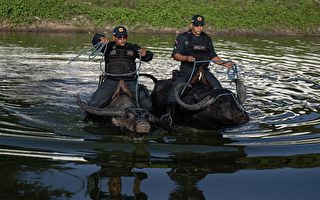 巴西马拉荷岛上独特景致：警察骑水牛巡逻