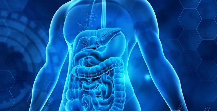 Unlocking the Power of the Gut-Brain Connection: How Your Intestines Impact Physical and Mental Health