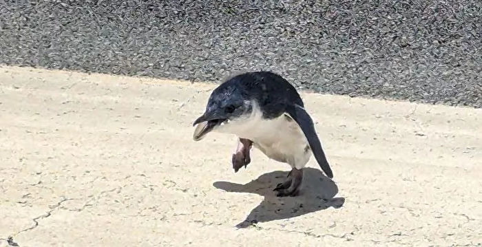 呆萌小企鹅误闯新西兰机场跑道 致航班延误