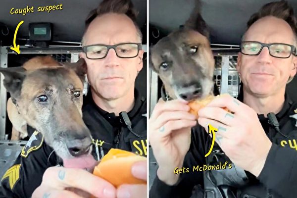 警察和警犬共享汉堡午餐 视频走红网络