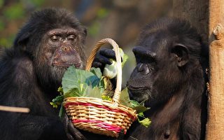 高雄壽山動物園年節加菜 黑猩猩提菜籃如辦年貨