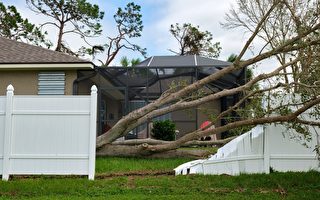 暴风雨刮倒大树 砸中民宅  南湾一人死亡