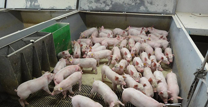 大陆猪价跌跌不休 养殖户:养啥都赔钱