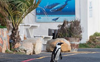 旧金山科学博物馆孵化出10只非洲企鹅幼崽
